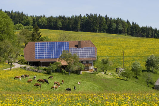 A rural home in a grassy pasture with solar panels on its roof and cows grazing out front
